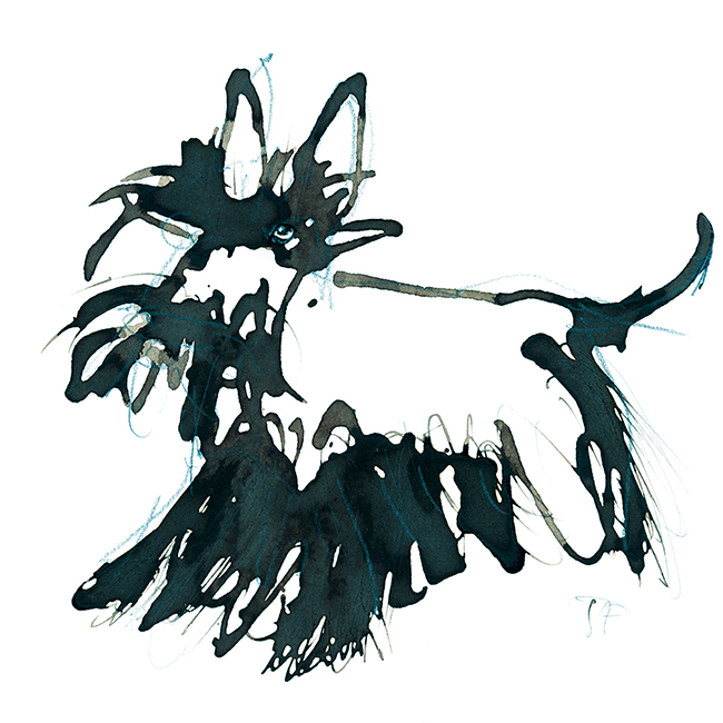 Illustration.dogs.scottish.terrier