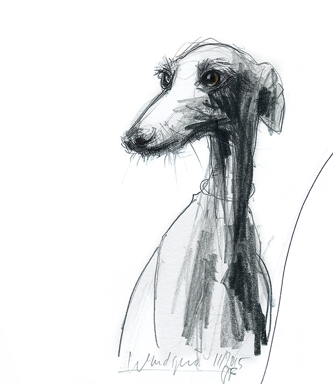 Illustration.dogs.Windspiel